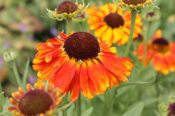 helenium orange beauty