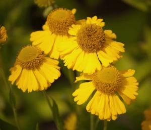 helenium pumilium magnificum