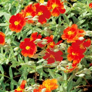 helianthemum fire dragon