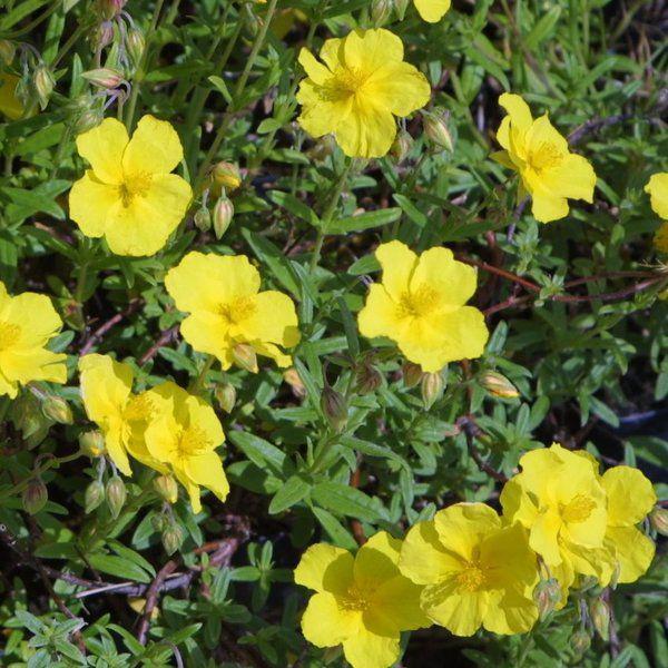 helianthemum golden queen