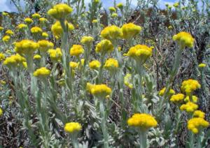 helichrysum italicum