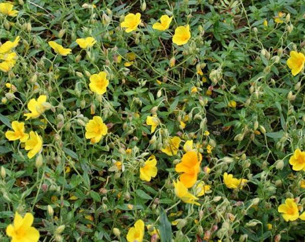 helianthemum nummularium