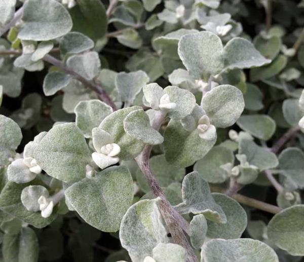 helichrysum petiolare