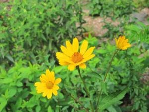 heliopsis scabra sommersonne