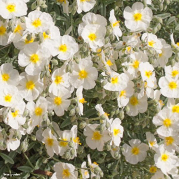 helianthemum the bride 