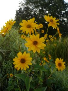 helianthus tuberosus