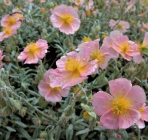 helianthemum wisley pink