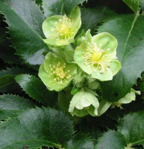 helleborus argutifolium