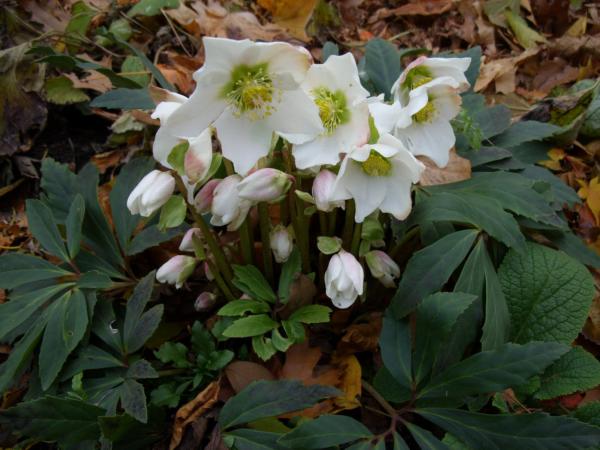 helleborus niger