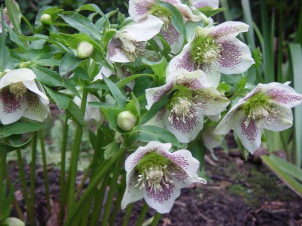 helleborus orientalis