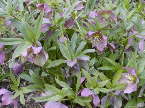 helleborus purpurascens