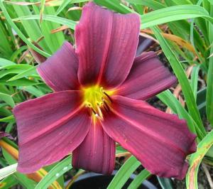 hemerocallis american revolution