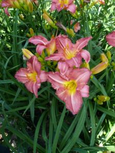 hemerocallis anne kelly