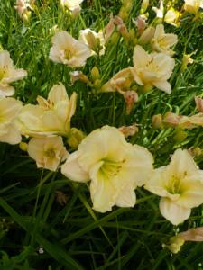 hemerocallis arctic snow