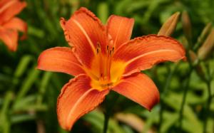 hemerocallis aurantiaca