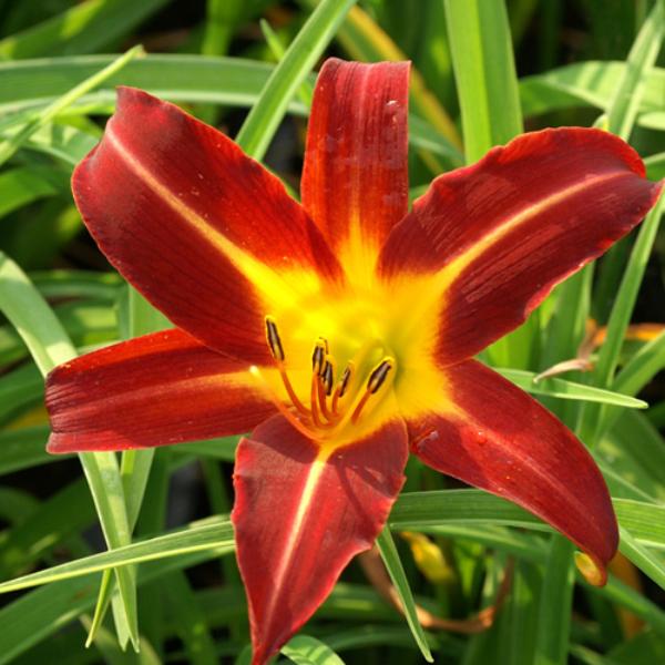 hemerocallis autumn red