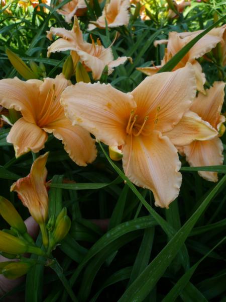 hemerocallis baley hay