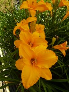 hemerocallis bill norris