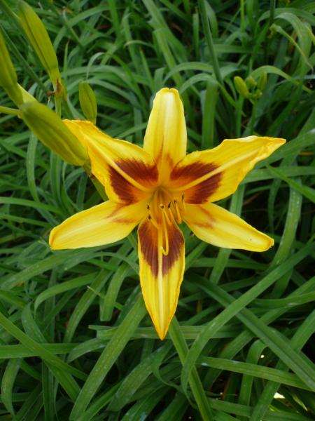 hemerocallis bonanza