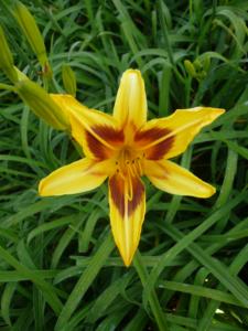 hemerocallis bonanza