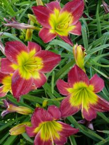 hemerocallis christmas is