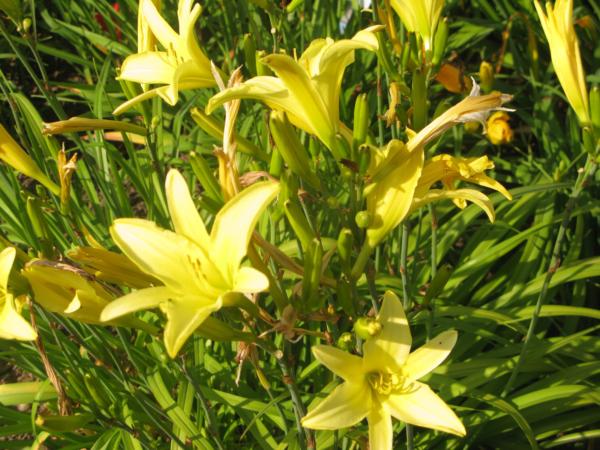 hemerocallis citrina