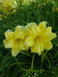 hemerocallis double river wye