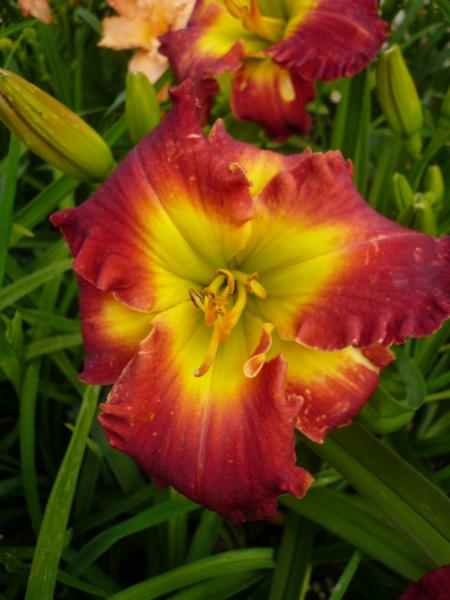 hemerocallis dragon king