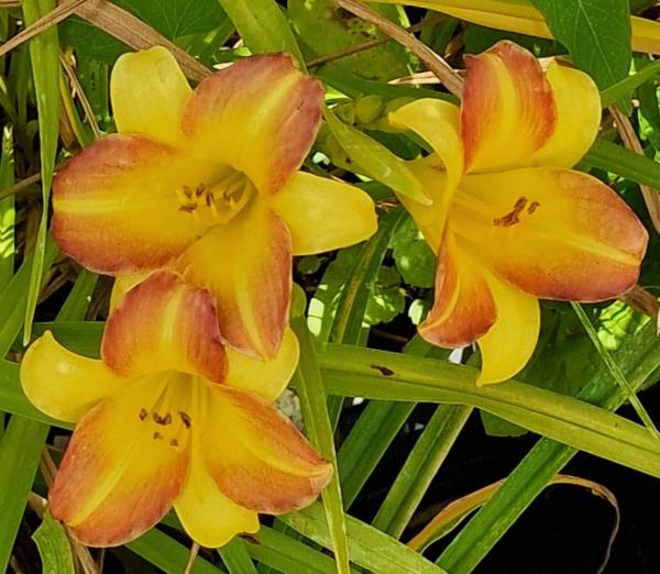 hemerocallis eenie allegro