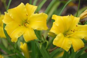 hemerocallis eenie weenie