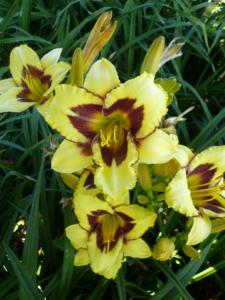 hemerocallis el desperado