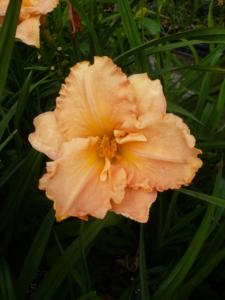 hemerocallis elisabeth salter