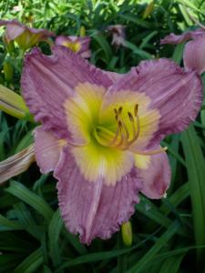 hemerocallis emperor butterfly