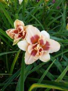 hemerocallis forty second street