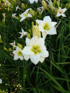 hemerocallis gentle shepherd