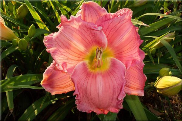 hemerocallis jedi dot pierce