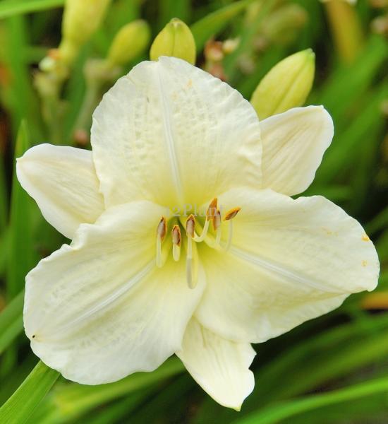 hemerocallis joan senior 