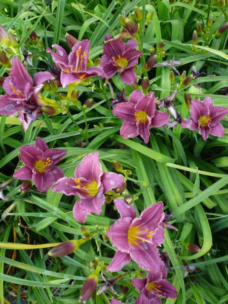 hemerocallis little grapette