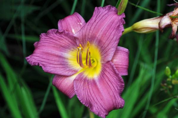 hemerocallis longfields anwar