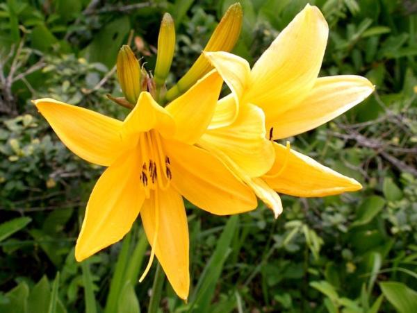 hemerocallis middendorfii