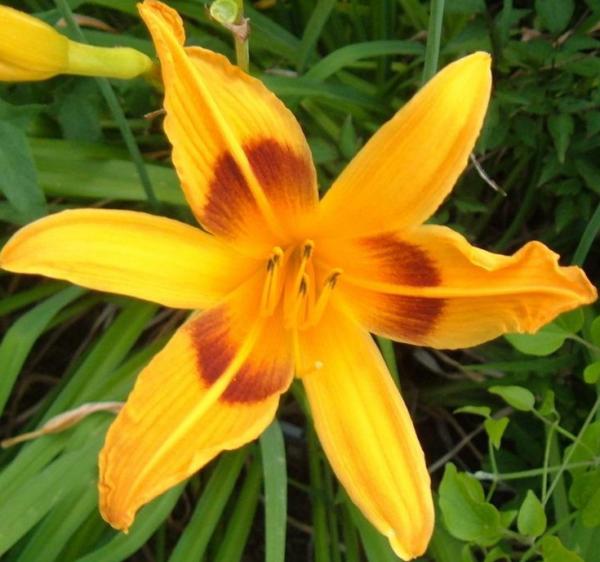 hemerocallis mikado