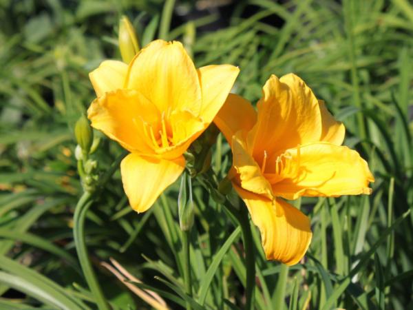 hemerocallis mini stella