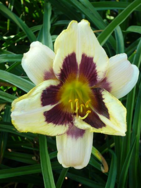 hemerocallis moonlit masquerade