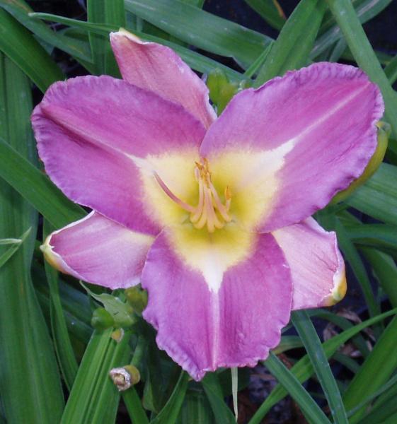 hemerocallis nile crane 