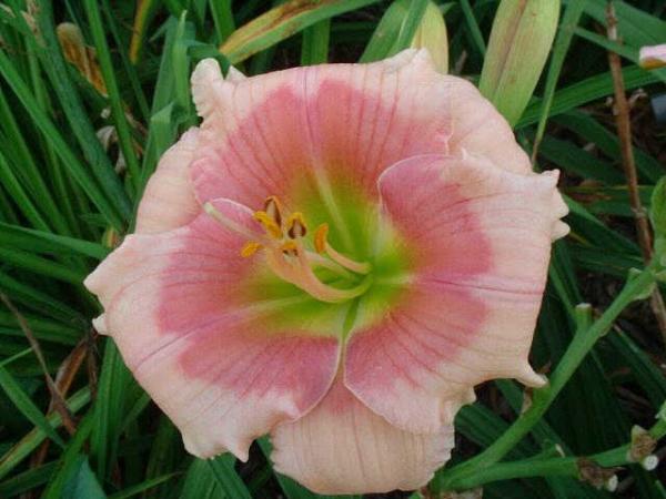 hemerocallis on and on