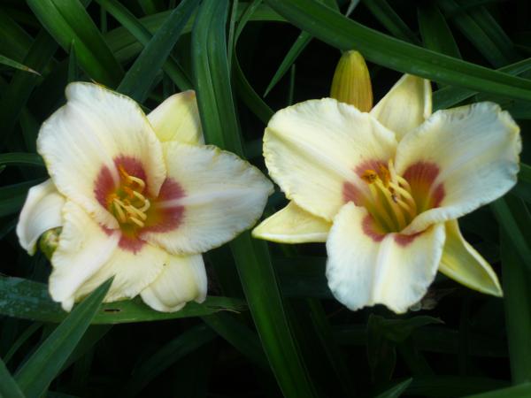 hemerocallis pandora's box