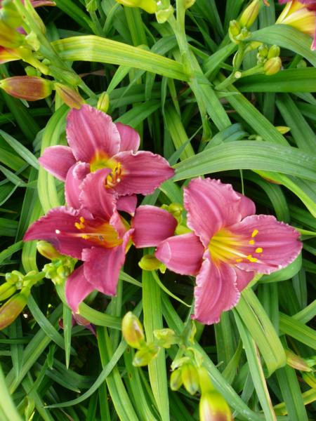 hemerocallis pardon me