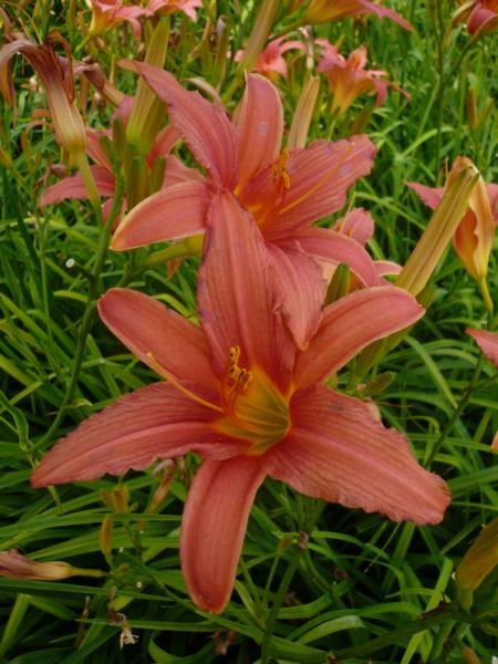 hemerocallis pink damask