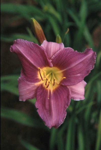 hemerocallis prairie blue eyes