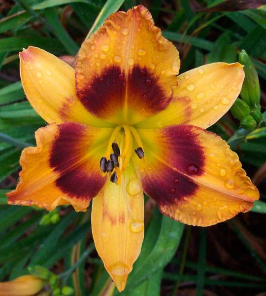 hemerocallis radiant